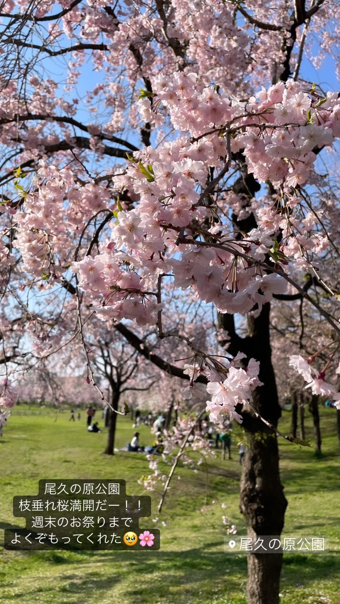 いよいよ明後日、尾久の原公園でシダレザクラ祭り!桜も満開!

お絵描きワークショップやるので、ぜひ遊びにきてくださいませ🥺🌸 https://t.co/NwV4JOigAg 