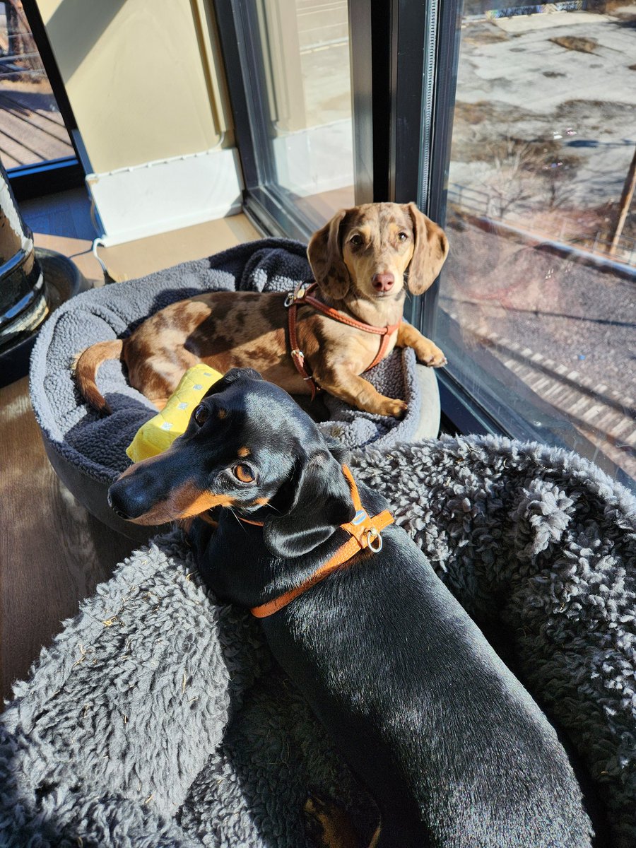 john dickman tweet media