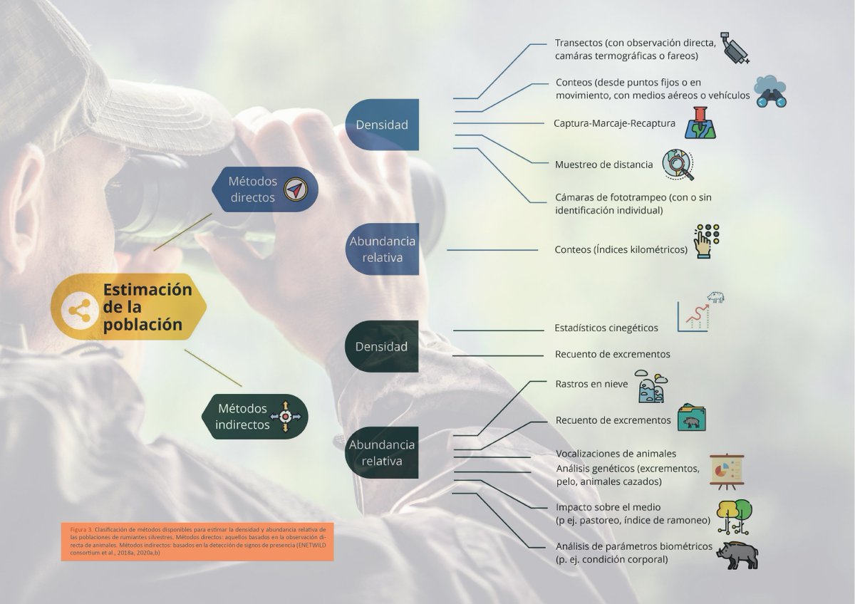 GoPrevpa's tweet photo. 🐗 Como parte de los resultados del #GOPREVPA, hemos elaborado un protocolo de monitorización de especies silvestres como el jabalí, el cual aborda los principales aspectos para su correcta implementación. 

📥 Descárgatelo en: https://t.co/52OIl72PSm https://t.co/9cm9mFSoiP