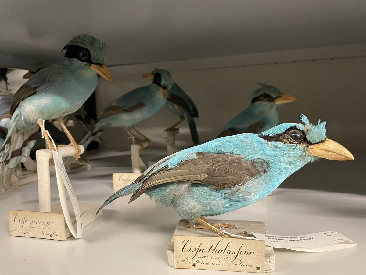 Tours of @Naturalis_Sci towers in full swing during <a href="/Biodiversity_XL/">BiodiversityXL</a> community event