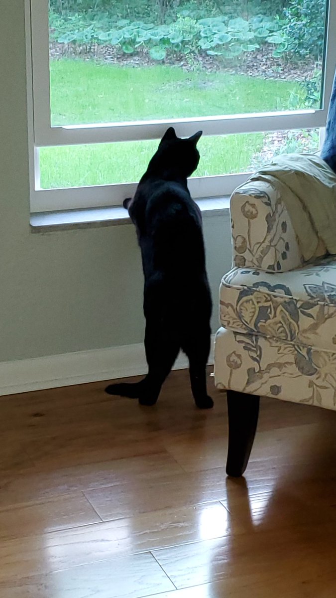 cvivian86's tweet photo. Something is out there... #OnAlert #CatsOfTwitter #LifeWithDaisy https://t.co/RN11OhVM2l