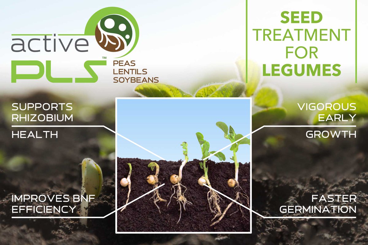 AAgriScience's tweet photo. Active PLS is a #seeddressing for #legume crops that works synergistically with Rhizobial #inoculants to maximize Biological Nitrogen Fixation (BNF).
Contact us to learn more about Active PLS, to arrange a field trial, or if you are interested in distributing this product. https://t.co/SoL1qeQ9Lv