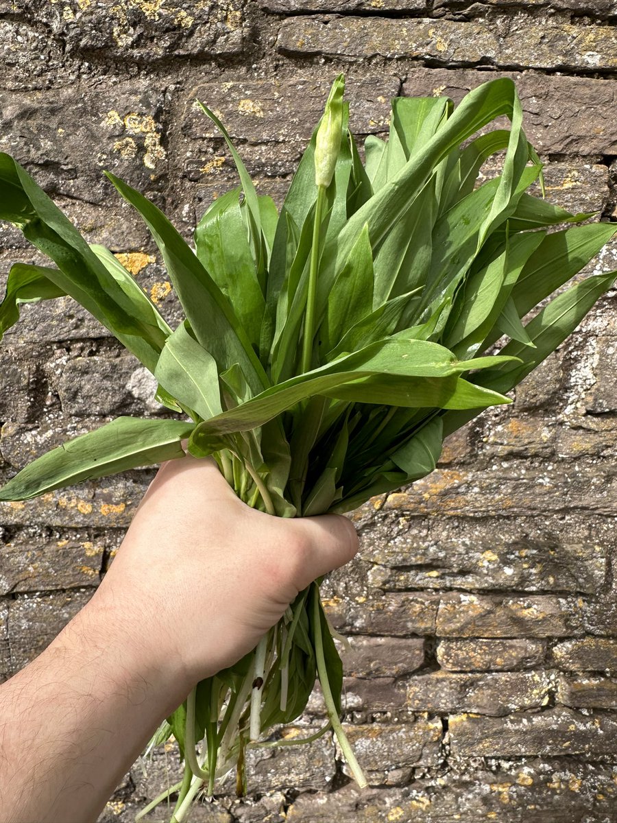 Wild garlic hitting the menu, missed this stuff💚