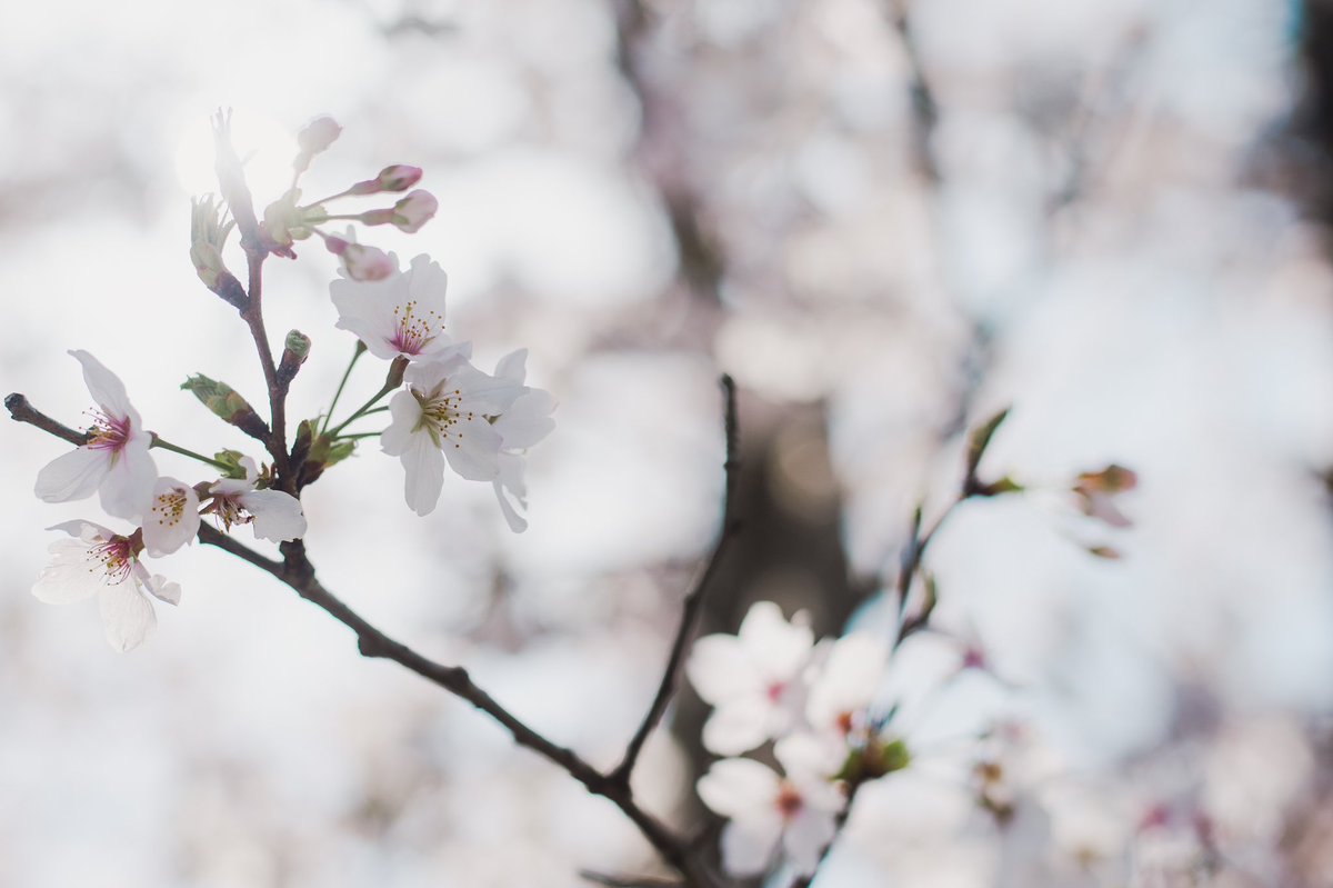 4月から年少さんと年長さんっ
頼もしい兄さん's🌸
入園式には桜残ってるかなあ、、、