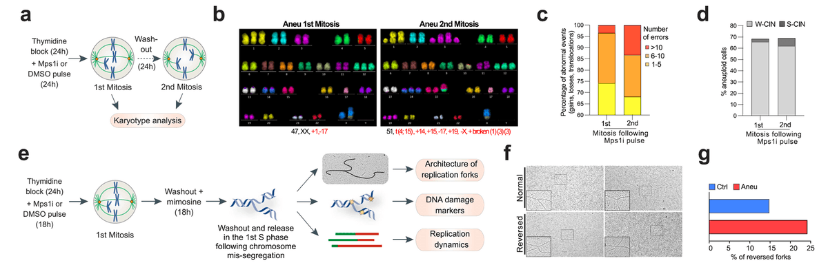 UMassChan_BMB's tweet photo. #newscience alert! Chromosomal instability is a hallmark of #cancer, but how do cancer cells survive the resulting #DNAdamage ? This work suggests that the cells that survive might do so through upregulation of DNA repair genes. Check it out! https://t.co/VU9S0IE8T3 https://t.co/UUoD9ytSIu