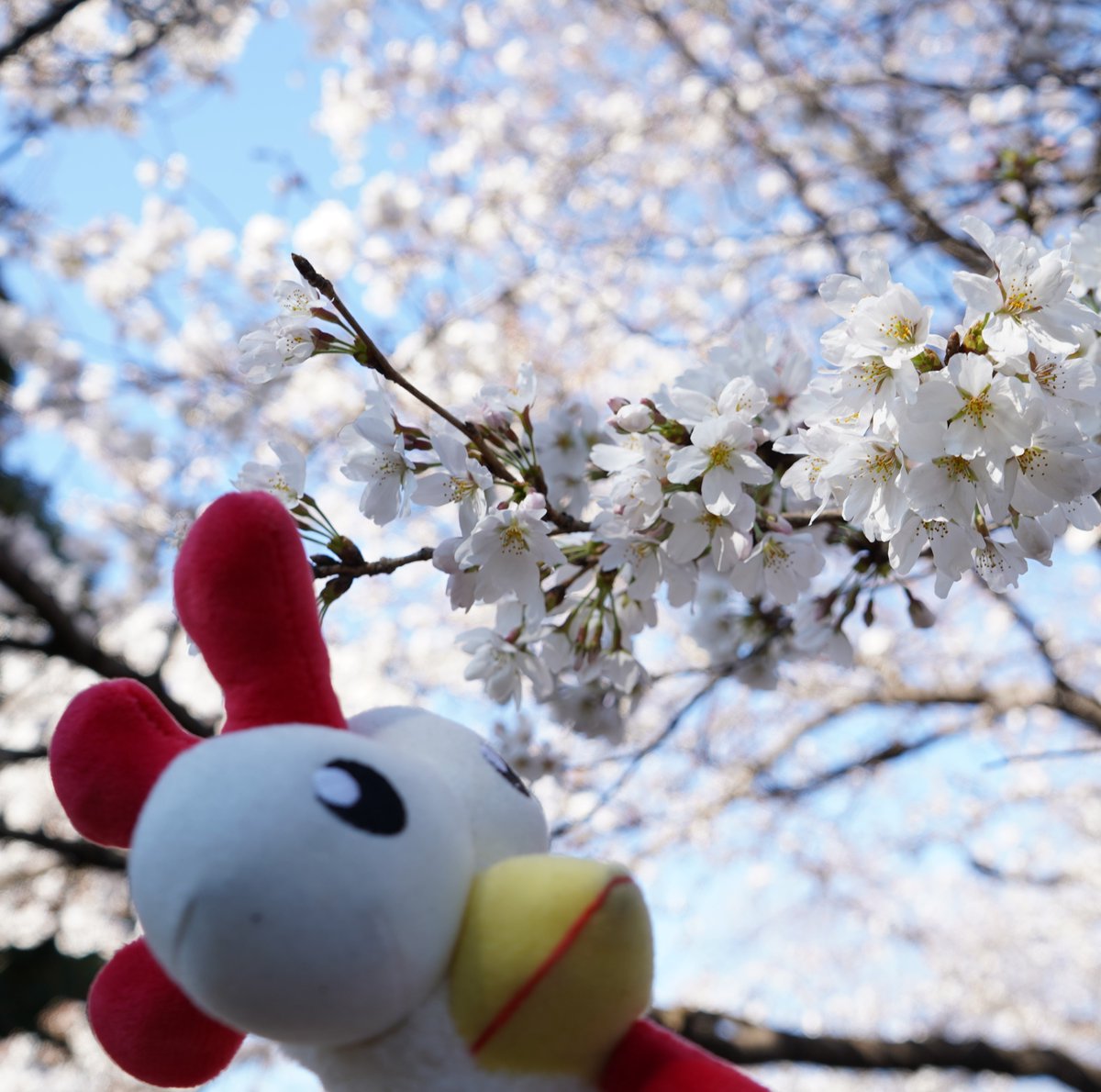 hayday's tweet photo. A beautiful spring is here, and our beloved Chicken's decided to go out for some aMOOzing scenes! Show us what your Spring looks like!?🍂 #HayDay https://t.co/4iItFZArwy