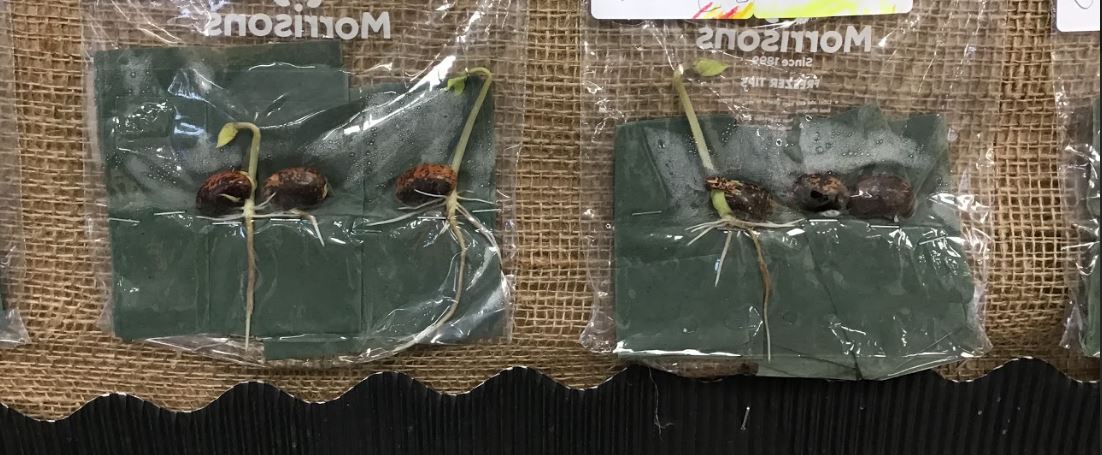 Quethiock CE School tweet media