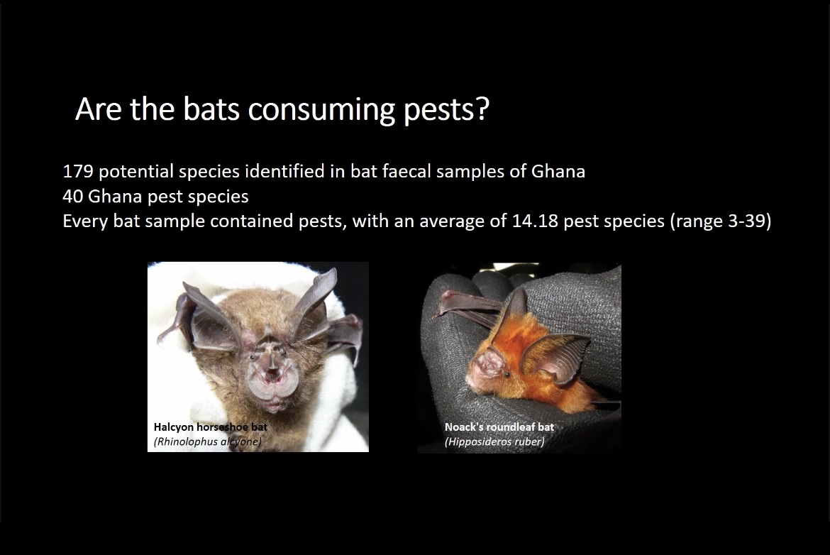 What an amazing talk by @CmMontauban at #SCCS2023 ! 🦇

All about the wonders of bats and their contribution for pest suppression!