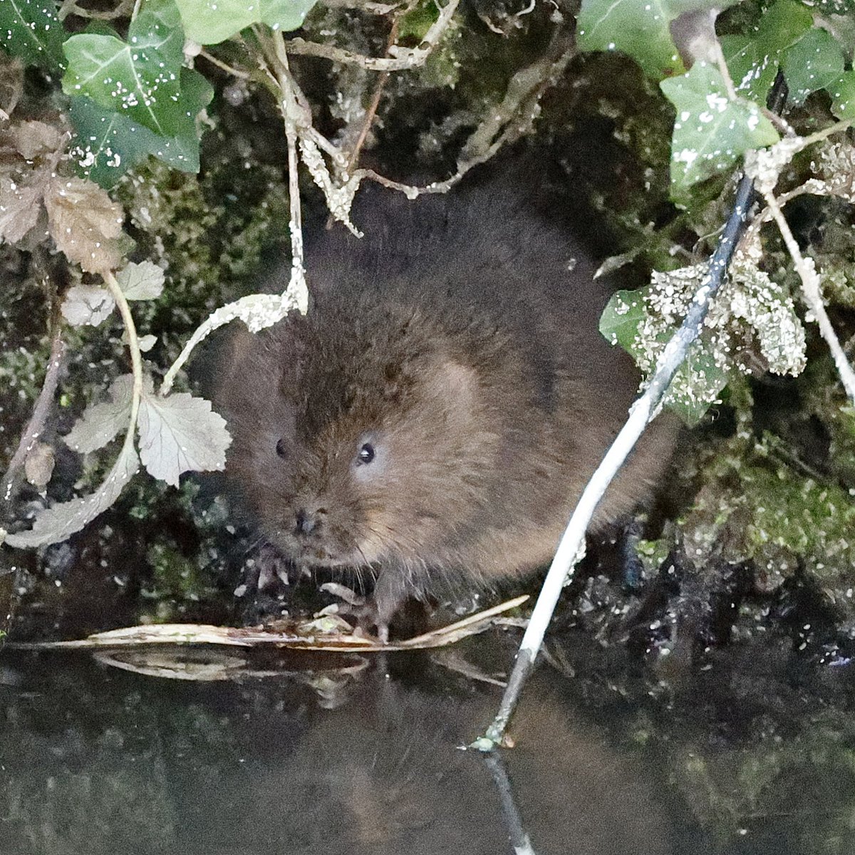 CathyGilman4's tweet photo. @radicalhoneybee Lovely words, water voles inspired my passion for nature at a very young age 🥰 https://t.co/tweLHfUQCW