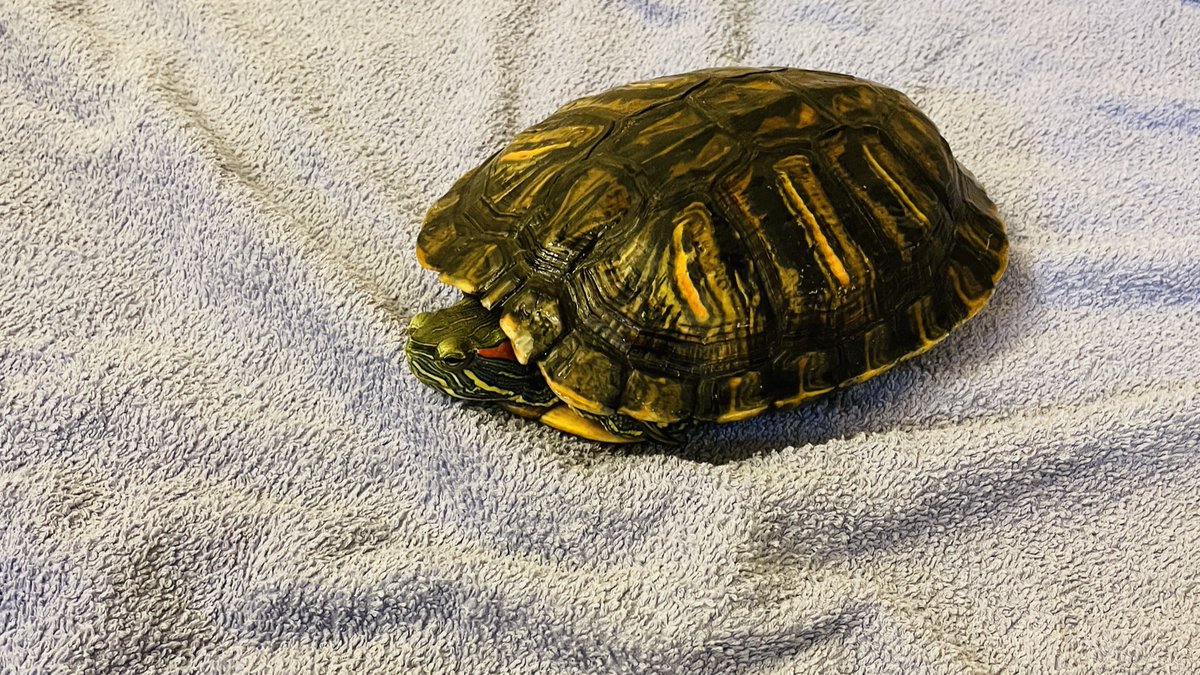 うちのカメが私の指に求愛行動を…!!
手をペチペチと可愛すぎる。