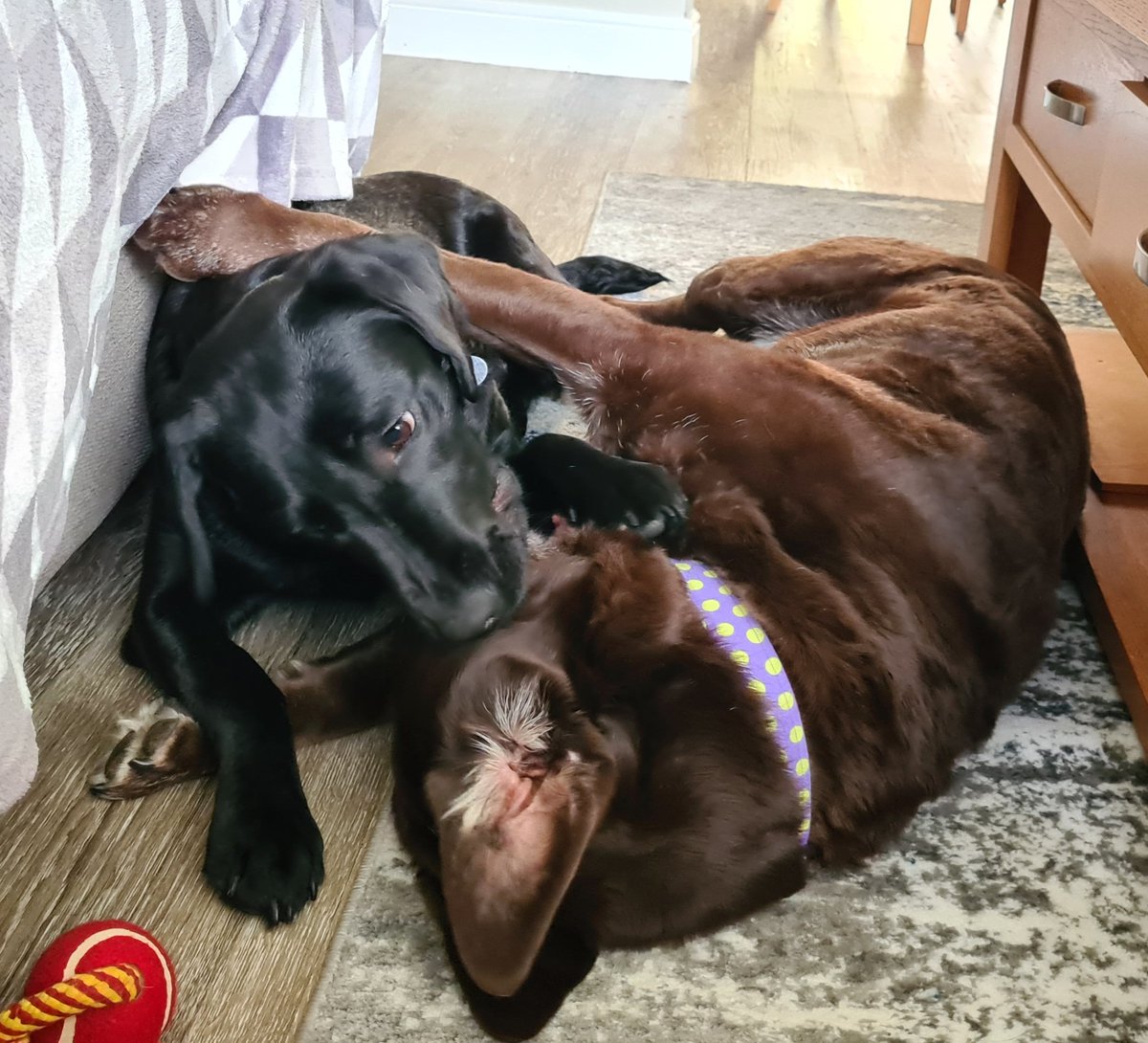 In the blue corner - Merryn the mauler. 
In the red corner - Piran the prizefighter.
Two falls, two submissions, or a knockout to decide the winner.