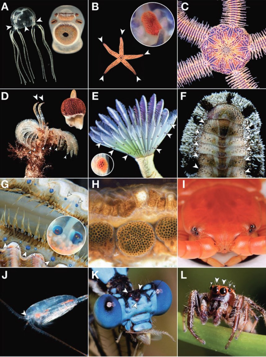 Michael Bok (@mikebok) on Twitter photo We made a book! If you like weird and wonderful invert eyes, check it out: link.springer.com/book/10.1007/9…
Featuring contributions from
<a href="/UCSB_OakleyLab/">Todd Oakley</a> <a href="/npicciani/">Natasha Picciani, PhD</a> @plachetzki <a href="/Lauren_hSR/">Lauren Sumner-Rooney</a> <a href="/alexcnkingston/">Alex Nahm Kingston</a> <a href="/jeanne_serb/">Jeanne Serb</a> @AndySombke <a href="/AyseYH1/">Ayse Yilmaz</a> <a href="/HI_PodCollector/">Mireille Steck</a> <a href="/meganlinnay/">Megan Porter</a> @zapkapow
and more We made a book! If you like weird and wonderful invert eyes, check it out: link.springer.com/book/10.1007/9…
Featuring contributions from
<a href="/UCSB_OakleyLab/">Todd Oakley</a> <a href="/npicciani/">Natasha Picciani, PhD</a> @plachetzki <a href="/Lauren_hSR/">Lauren Sumner-Rooney</a> <a href="/alexcnkingston/">Alex Nahm Kingston</a> <a href="/jeanne_serb/">Jeanne Serb</a> @AndySombke <a href="/AyseYH1/">Ayse Yilmaz</a> <a href="/HI_PodCollector/">Mireille Steck</a> <a href="/meganlinnay/">Megan Porter</a> @zapkapow
and more