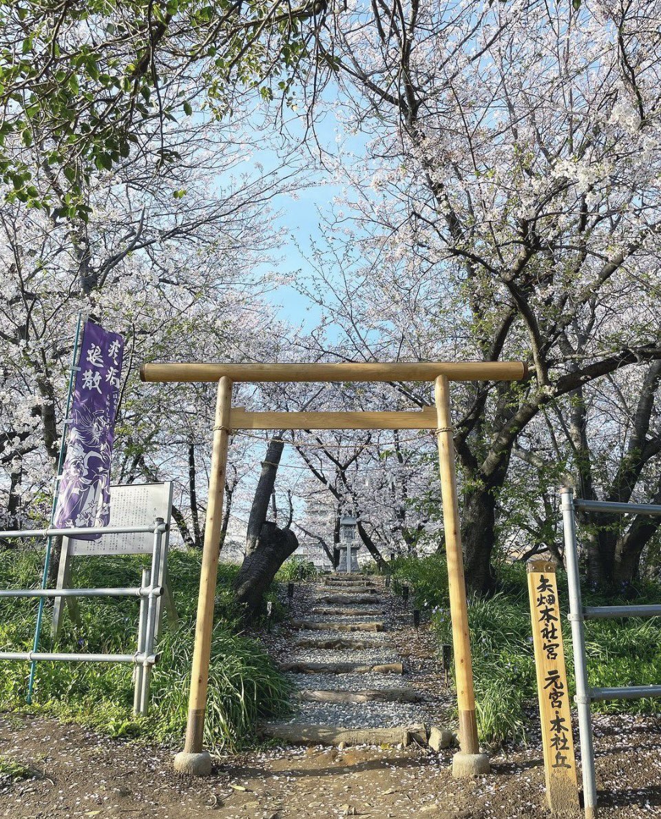 OHANA_LiON's tweet photo. 少し遠いセリア(100均)までサイクリング🚲✨どこも桜が満開で、綺麗-🐋🌸✨

行く途中で桜が満開の小さい神社を見つけました⛩✨

#桜 #春 #sakura
#cherryblossom  #spring
#cicling #japan https://t.co/wRAGe6TnwM
