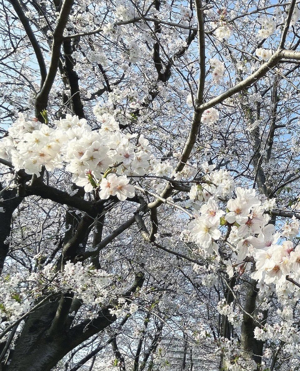 OHANA_LiON's tweet photo. 少し遠いセリア(100均)までサイクリング🚲✨どこも桜が満開で、綺麗-🐋🌸✨

行く途中で桜が満開の小さい神社を見つけました⛩✨

#桜 #春 #sakura
#cherryblossom  #spring
#cicling #japan https://t.co/wRAGe6TnwM