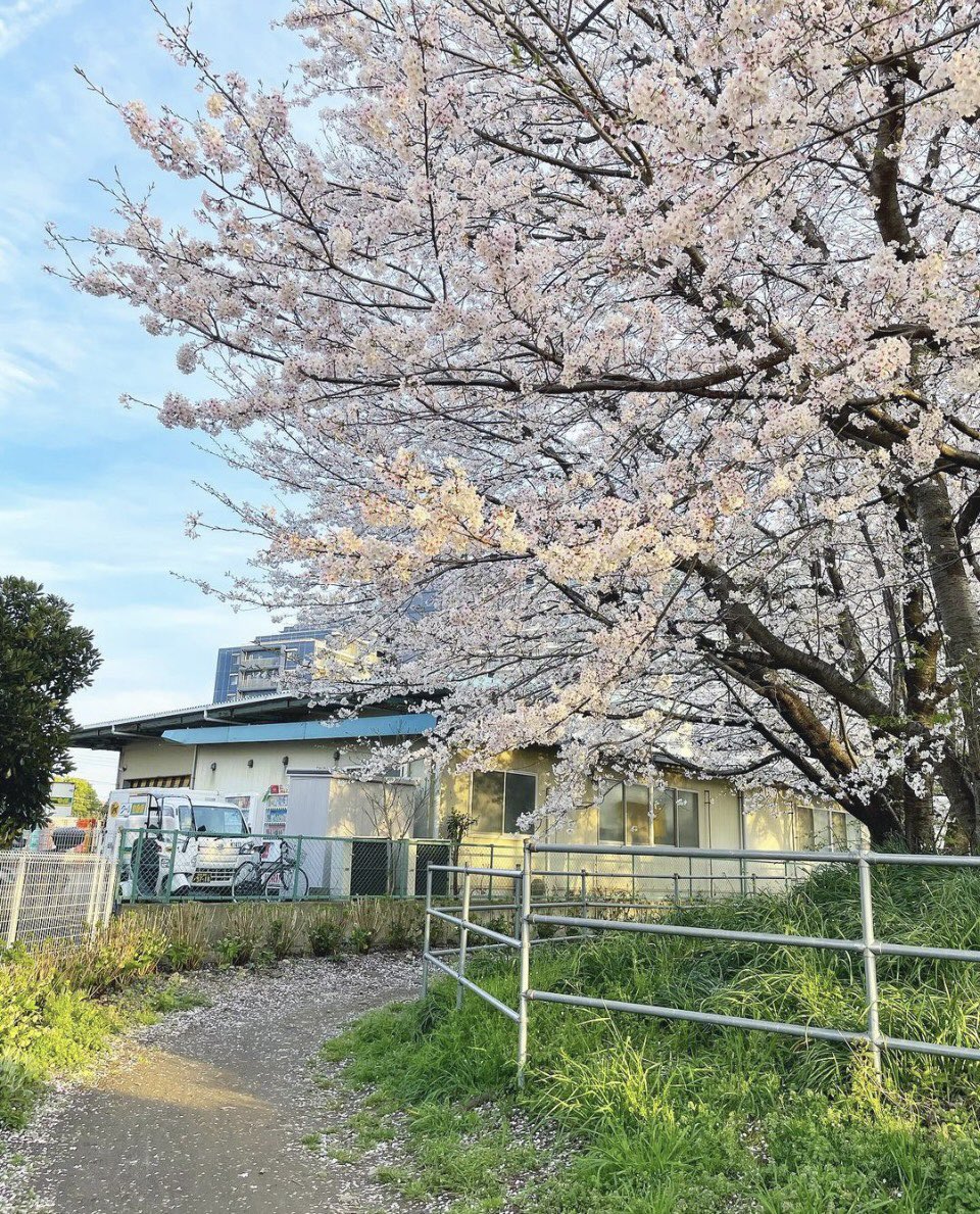OHANA_LiON's tweet photo. 少し遠いセリア(100均)までサイクリング🚲✨どこも桜が満開で、綺麗-🐋🌸✨

行く途中で桜が満開の小さい神社を見つけました⛩✨

#桜 #春 #sakura
#cherryblossom  #spring
#cicling #japan https://t.co/wRAGe6TnwM