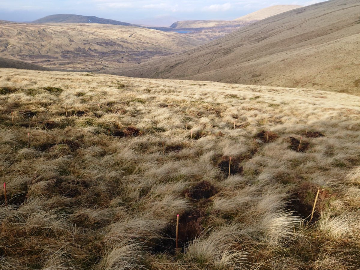 Montane scrub planting of dwarf birch and downy willow 600m up on Stirk Crag in the Gamehope Valley. 
4,400 plants between here and Ether Cleuch now create a substantial continuous tract of this valuable rare habitat. Thanks to #NatureRestorationFund and #NLHFDestinationTweed