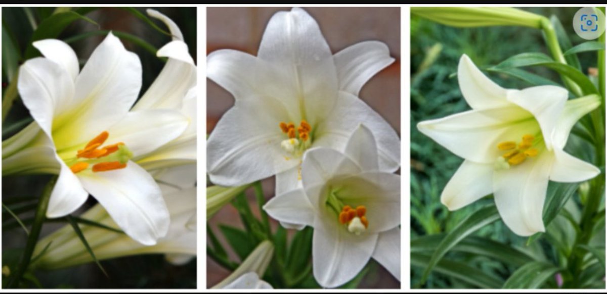 gardenguild's tweet image. FINAL DAY - PRE-ORDER (RESERVED)- FMGG's Easter Lily Sale-$12 each &amp;gt;gardenguild-976659.square.site
Pickup for Pre &amp;amp; Same Day Purchase (Limited Vol.) on Sat. 4/1/23 from 10 am-5 pm &amp;amp; Sun. 4/2/23 from 11 am-3 pm at Portiuncula Chapel - Franciscan Monastery - 1400 Quincy St NE -fmgg.org