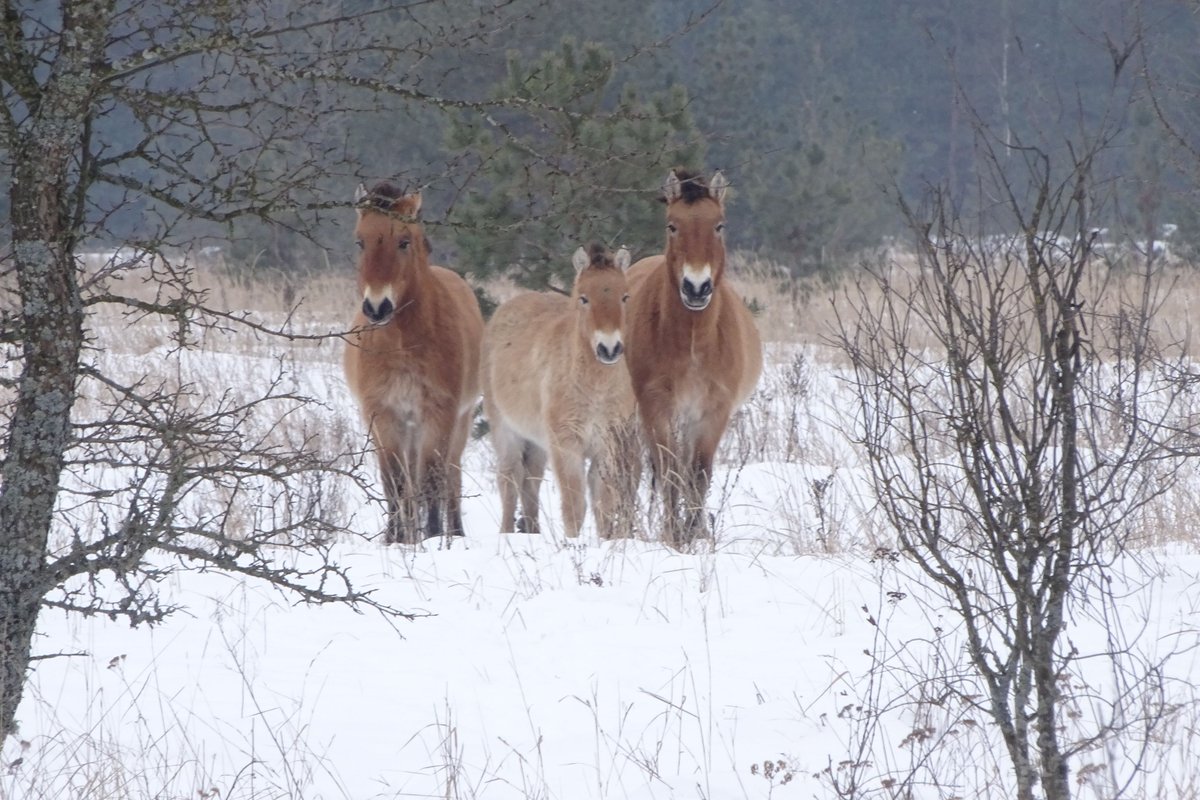 WildlifeBelarus's tweet photo. Przewalski's horse is in Belarusian Red Book now. 🐴The Belarusian population is of high importance for the survival of the species.
These wild horses can help restore grassland ecosystems overgrown with bushes &amp; weeds and return these habitats to waterbirds.
📷Valery Dombrovski https://t.co/FtrocumXMD