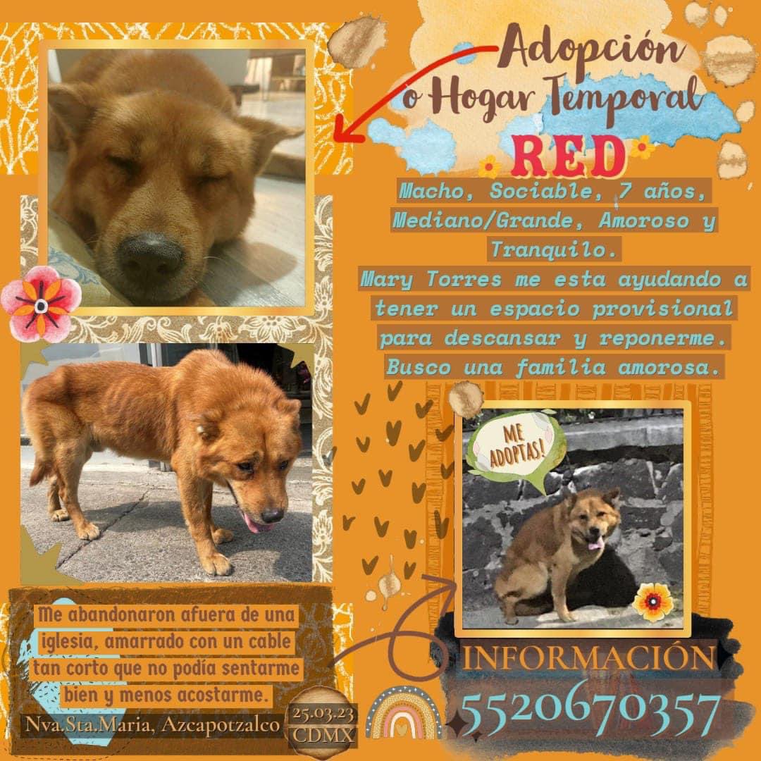 RescateAnimal's tweet photo. Ayúdame a encontrar un hogar, me entregan esterilizado. 🐾🐾
￼ https://t.co/5QqCXWYoVR