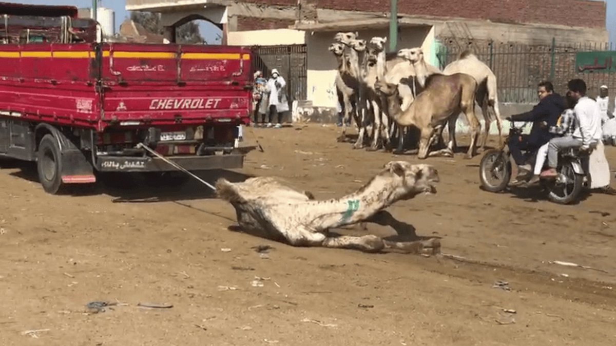Dv8World's tweet photo. Egypt: Calvary of camels
PETA Asia has once again obtained footage of the horrific abuse of camels.
https://t.co/xwPcodRD9O
#camel #animalcruelty #animalwelfare #dromadaire #vegan #crueltyfree #PETA #animaux #protectionanimale #Egypt #VeganForTheAnimals #tourism #tourisme #Travel https://t.co/YqQrx3K7N5