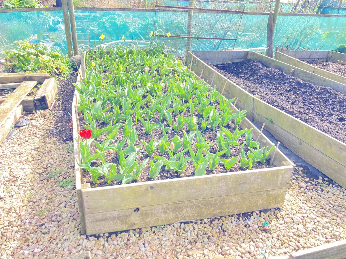 muckandmore's tweet photo. First signs of spring at the allotment with sweet pea planted, tulips almost peeking out, daffodils providing some colour in the orchard and the apple trees ready to spring into leaf @JillyDougan @DavidGMaxwell @ANBorough https://t.co/cLf4amXLcI
