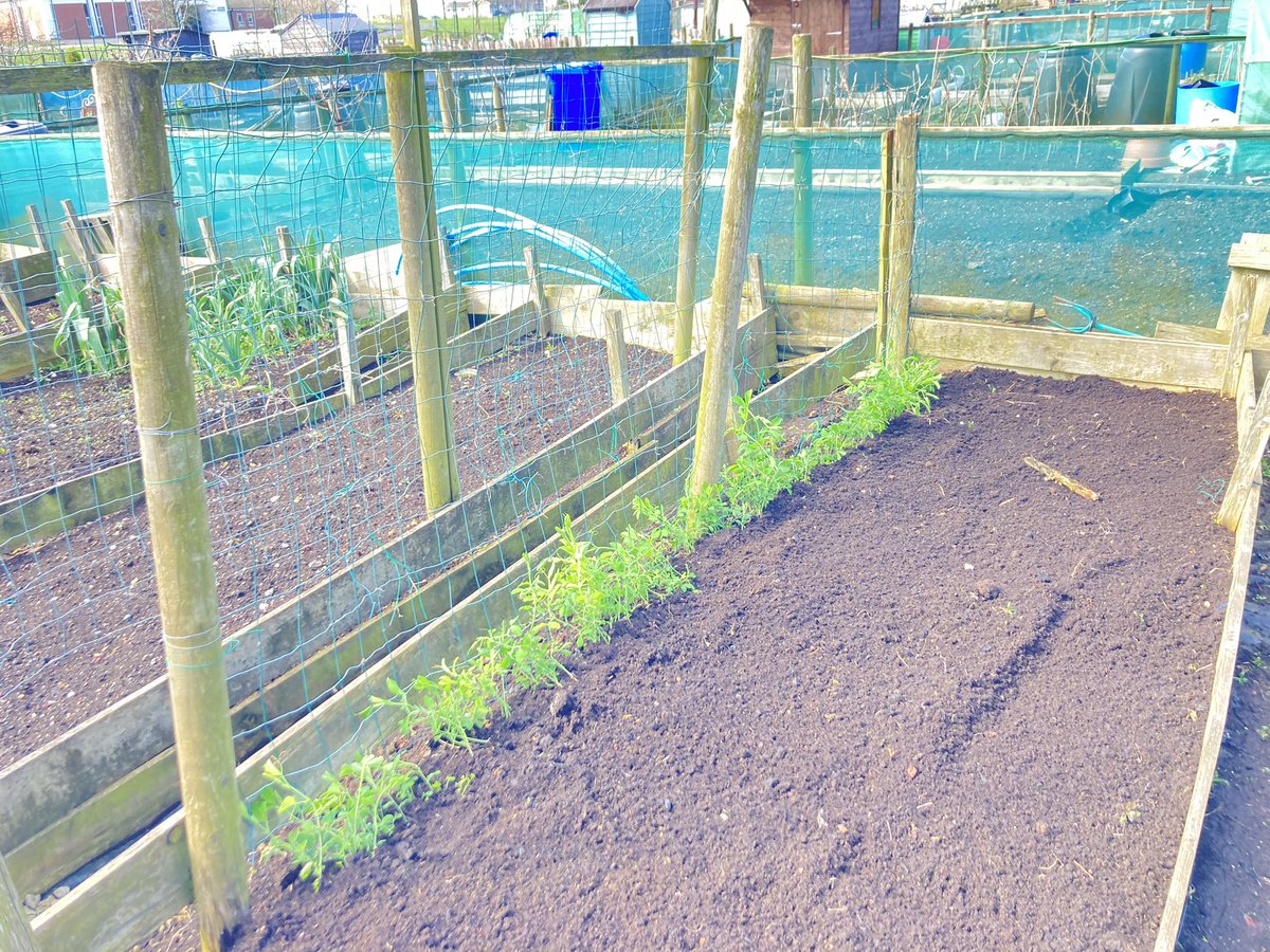 muckandmore's tweet photo. First signs of spring at the allotment with sweet pea planted, tulips almost peeking out, daffodils providing some colour in the orchard and the apple trees ready to spring into leaf @JillyDougan @DavidGMaxwell @ANBorough https://t.co/cLf4amXLcI