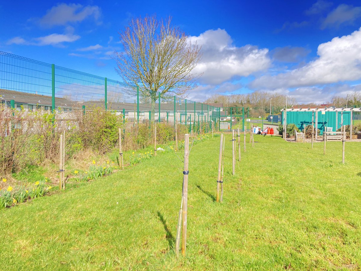 muckandmore's tweet photo. First signs of spring at the allotment with sweet pea planted, tulips almost peeking out, daffodils providing some colour in the orchard and the apple trees ready to spring into leaf @JillyDougan @DavidGMaxwell @ANBorough https://t.co/cLf4amXLcI