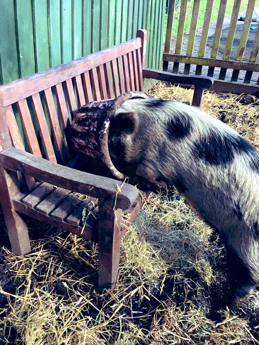 The Waterside Pigs tweet media