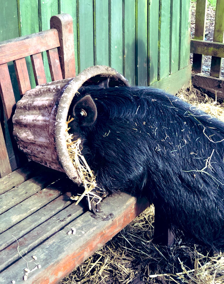 The Waterside Pigs tweet media