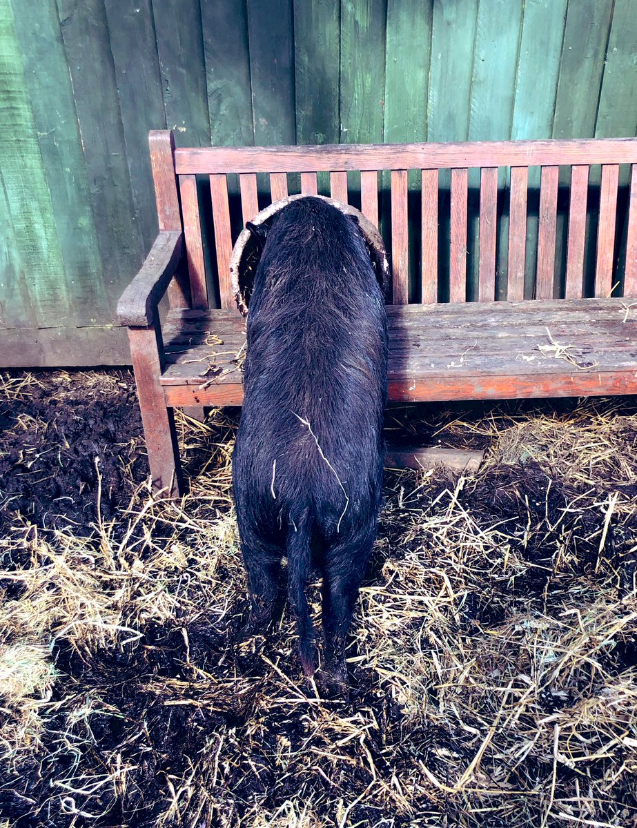 The Waterside Pigs tweet media