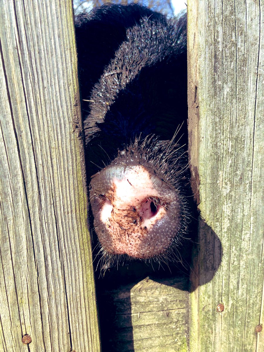 The Waterside Pigs tweet media