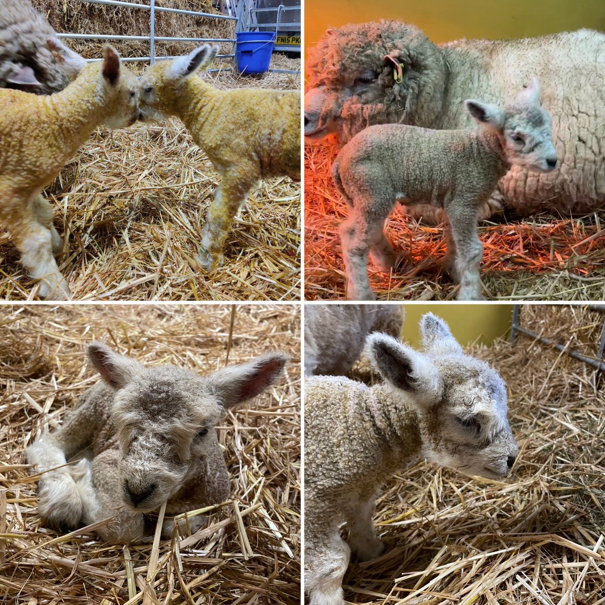 In other news ….. twins and a single born last night ….. mums and lambs all doing well 🐑🥰. #Smallholding #Ryeland. Thanks @katehumble