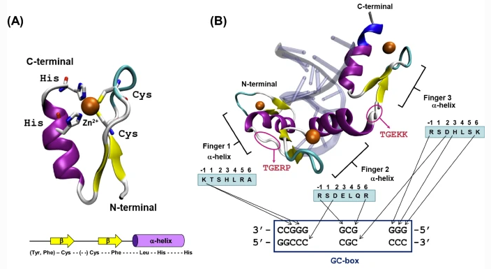 Twitter Alert for Issue 3 (2023) of JBIC! Kicking it off with a review on artificial Zn finder proteins, and then lots of enzyme spectroscopy and anticancer compounds, with synergistic catalysis & enzyme inhibition from @SadlerGroup for a home run!