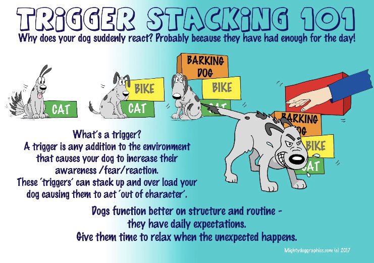MADRADogRescue's tweet image. Do you know the signs that show your dog is overwhelmed by multiple triggers which may cause him/ her to become reactive?

It’s so important to recognise and understand #TriggerStacking - and avoid a negative outcome 🐶

📸: MightyDogGraphics.com

#DogBehaviour #dogs
