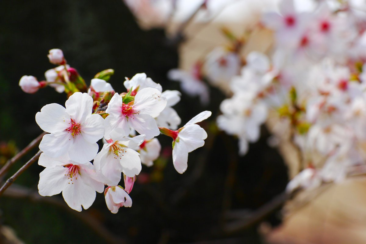 「桜満開! #桜」|かるたのイラスト