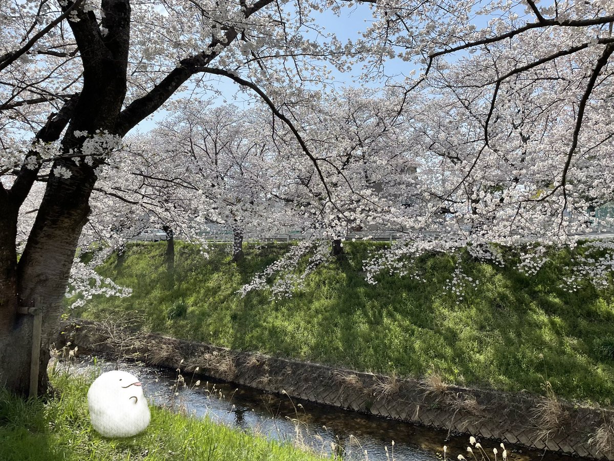 🌸 https://t.co/2ZtGpv4mLm