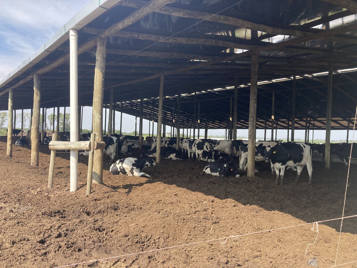 sns_uruguay's tweet photo. Productor quesero con vacas en cama caliente prefiere #UnikePlus como #secuestrante de #micotoxinas para la seguridad de sus vacas y para garantizar un producto final 🧀 sin riesgo para el #consumidor 🥛
#Nutriad #WeAddMore @Adisseo https://t.co/aL6wH9IHwU