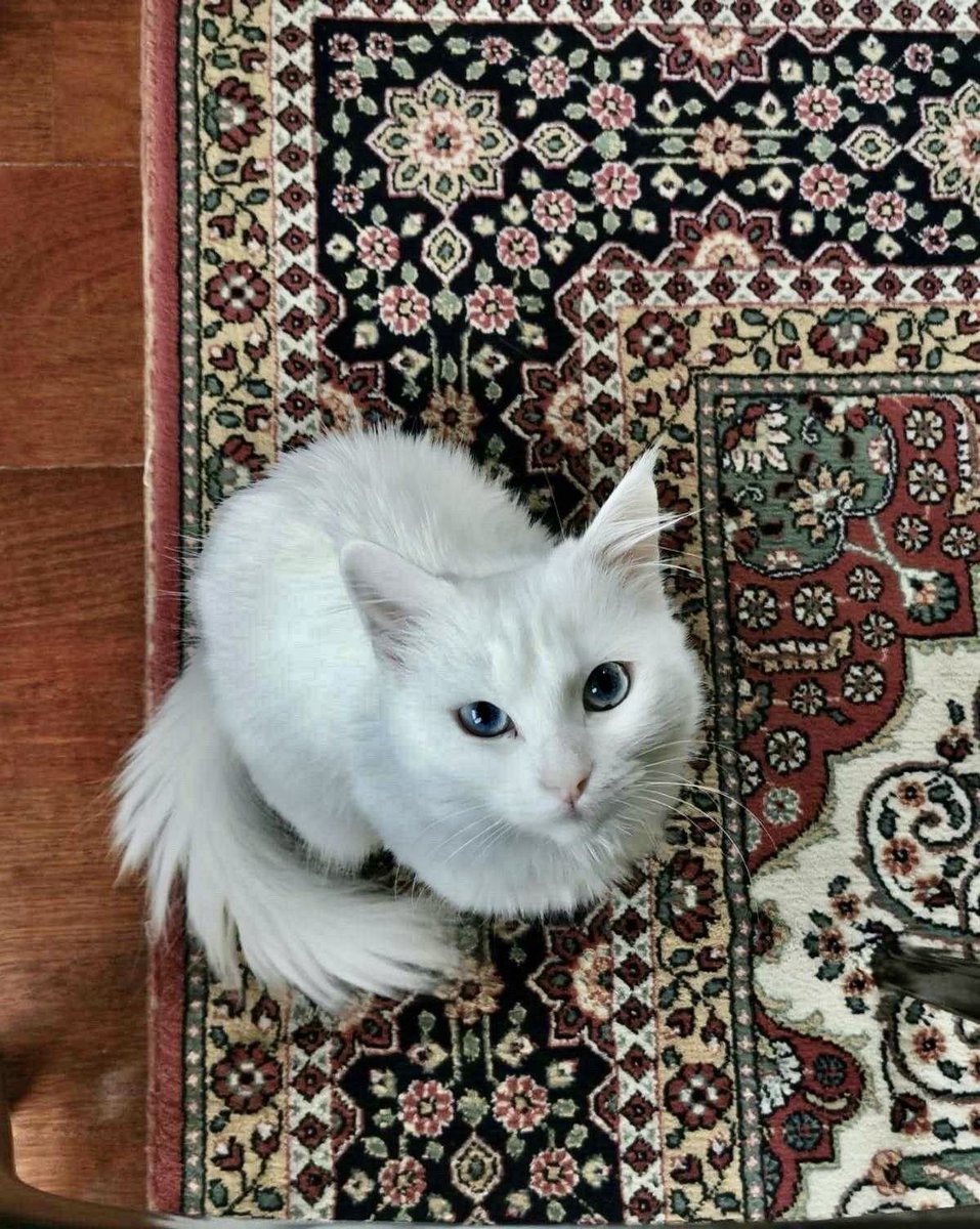 on Twitter "“They (cats) are not najis, rather they are of those who