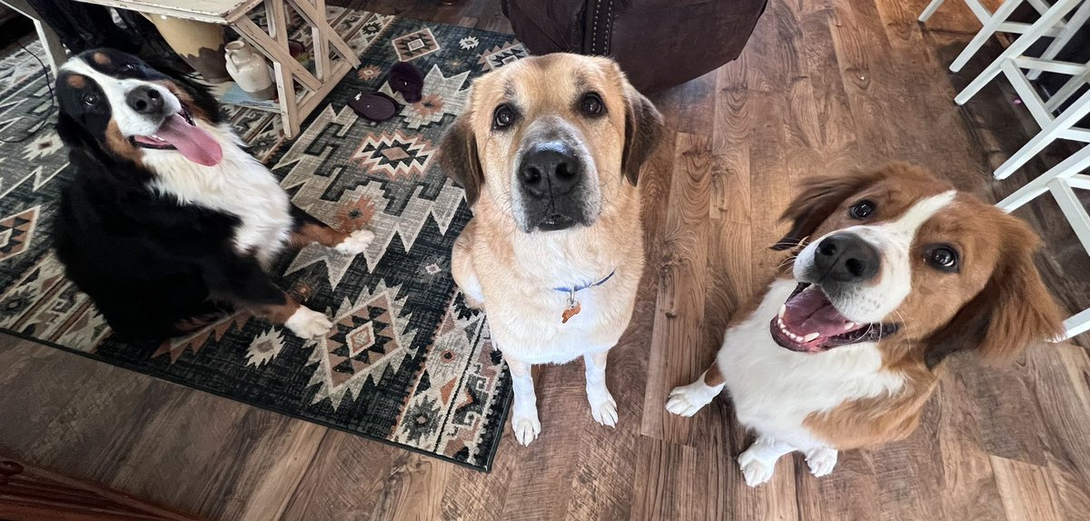 allison_beros's tweet image. A big shout out to the Vet Assisting &amp;amp; Animal Care Program at MidEast Buffalo Campus! Mrs. Kelly &amp;amp; her students were so accommodating and did an excellent job turning these stinky farm pups into fabulous fuzzy babes! 🐾❤️🛁
#VetAssisting #MECTC