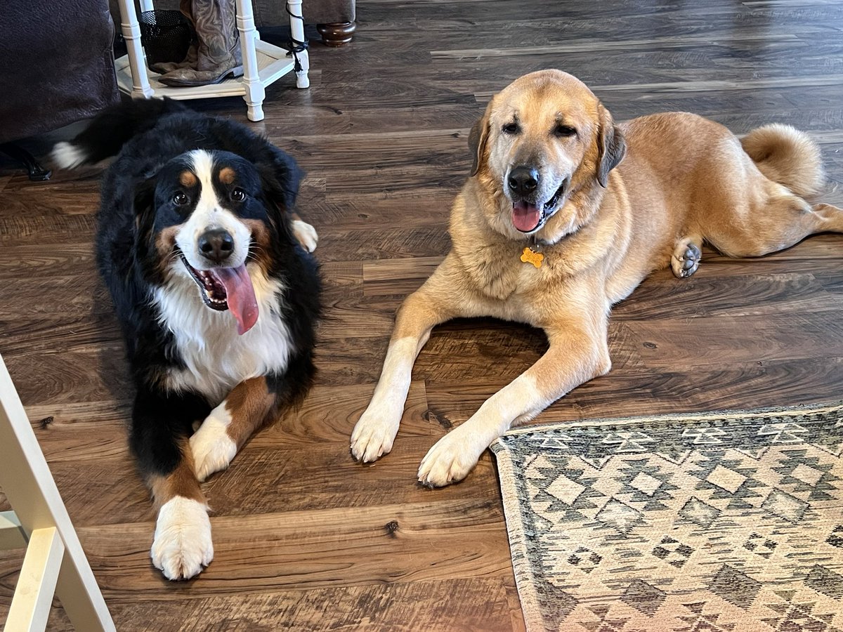 allison_beros's tweet image. A big shout out to the Vet Assisting &amp;amp; Animal Care Program at MidEast Buffalo Campus! Mrs. Kelly &amp;amp; her students were so accommodating and did an excellent job turning these stinky farm pups into fabulous fuzzy babes! 🐾❤️🛁
#VetAssisting #MECTC