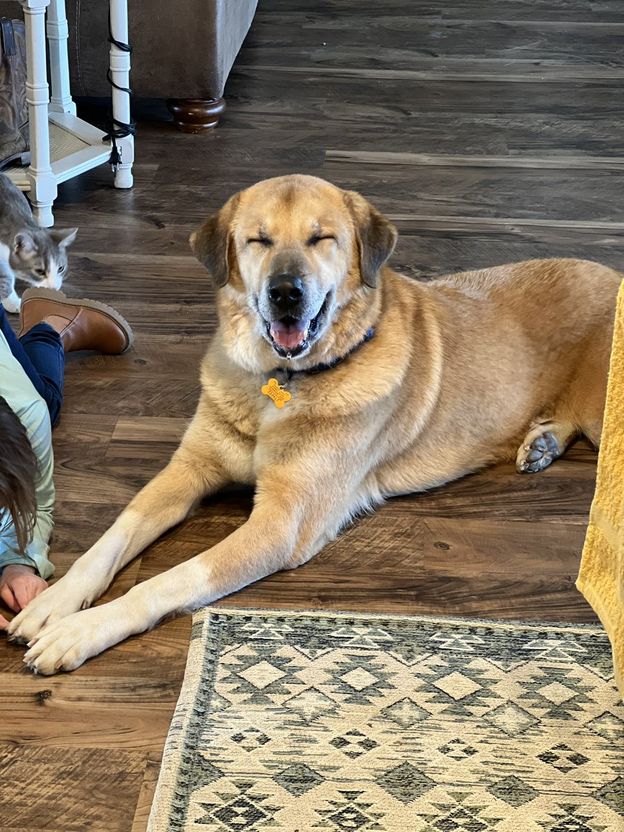 allison_beros's tweet image. A big shout out to the Vet Assisting &amp;amp; Animal Care Program at MidEast Buffalo Campus! Mrs. Kelly &amp;amp; her students were so accommodating and did an excellent job turning these stinky farm pups into fabulous fuzzy babes! 🐾❤️🛁
#VetAssisting #MECTC