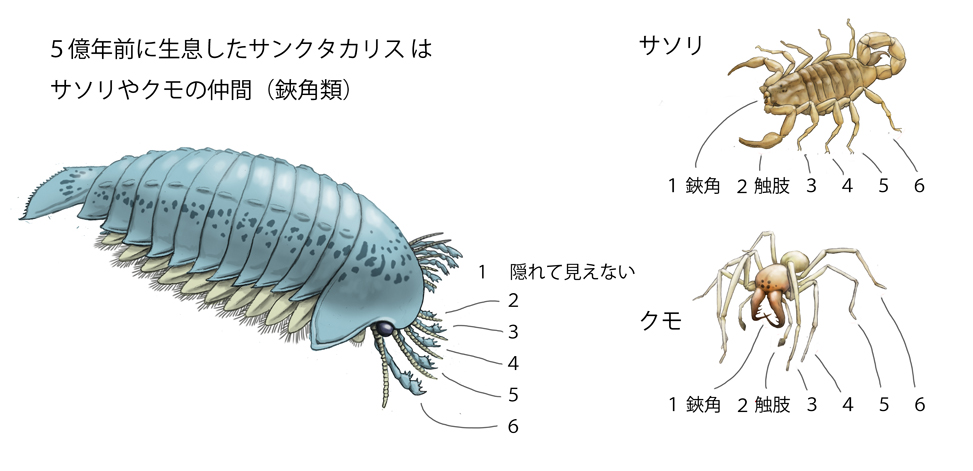 科学者がオーストラリアで槍のような脚を持つクモを発見