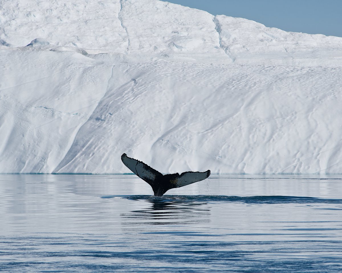 Et skridt nærmere et forbud mod at sejle på tung olie som brændstof i Arktis 🌊 🐳. Oliespild med tung olie i Arktis er en risiko for havmiljøet og svært at rydde op. I dag bliver lovforslaget sendt i høring. Læs mere: mim.dk/faglig-info/20…