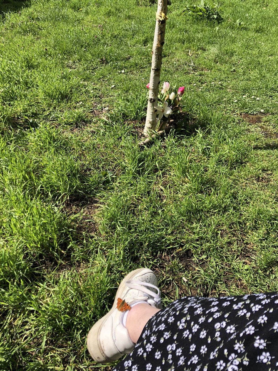 No photo can quite capture how gorgeous Selwyn looks this lunchtime in the sun - you’d think you were in a forest, not 10 seconds from the Sidgwick Site🌼