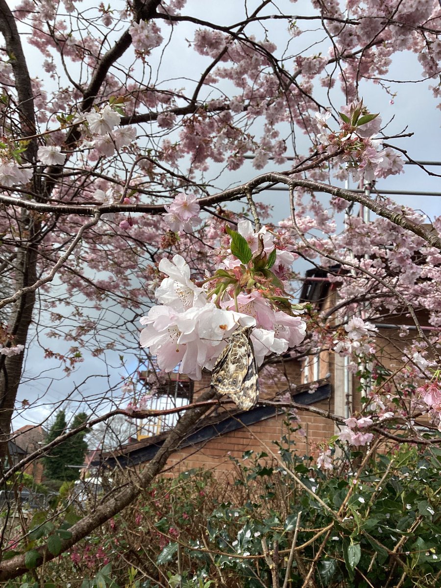 Nursery have released the butterflies. We loved watching you grow.#wearebrightfutures #eyfs #Butterflies