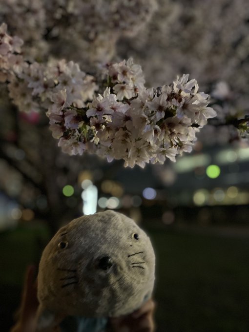 夜桜🦭🌸娘が頑張って持ちあげてくれてます！#ゴマちゃん　#桜 