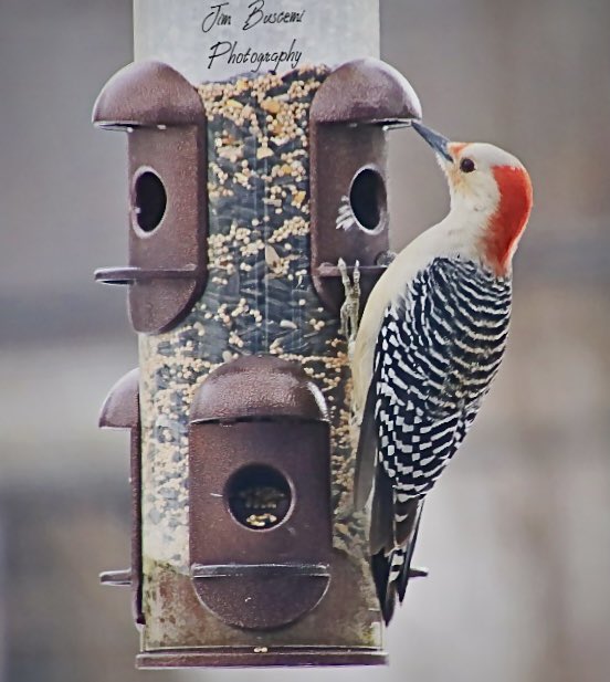 Jbusc33's tweet photo. #woodpecker #portrait #birdsofinstagram #audubonsociety #lookingforfood #wildlife #wildlifeofinstagram #redbelliedwoodpeckersofinstagram #your_best_birds @News_8 @13WHAM #bh_wildlifephotography #picturetokeep_weekly #just_newyork @news10nbc @shutterbugpix https://t.co/Mdp1wDknAO