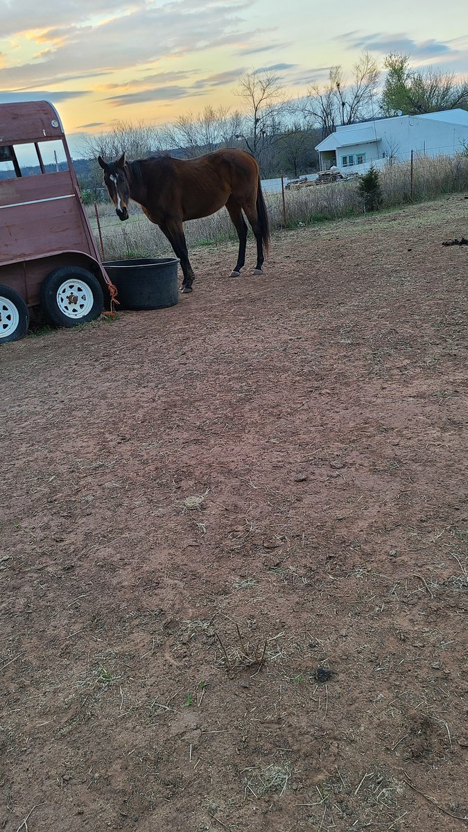SaraRaeDraper's tweet photo. This is how you make a horse that loves flipping his feed pan MAD...he now has a 110 gallon tank for a pan - it has a leak and doesn't hold over like 3" water, gave it a great 2nd life.
#dsecswok https://t.co/dygjBqBxe5