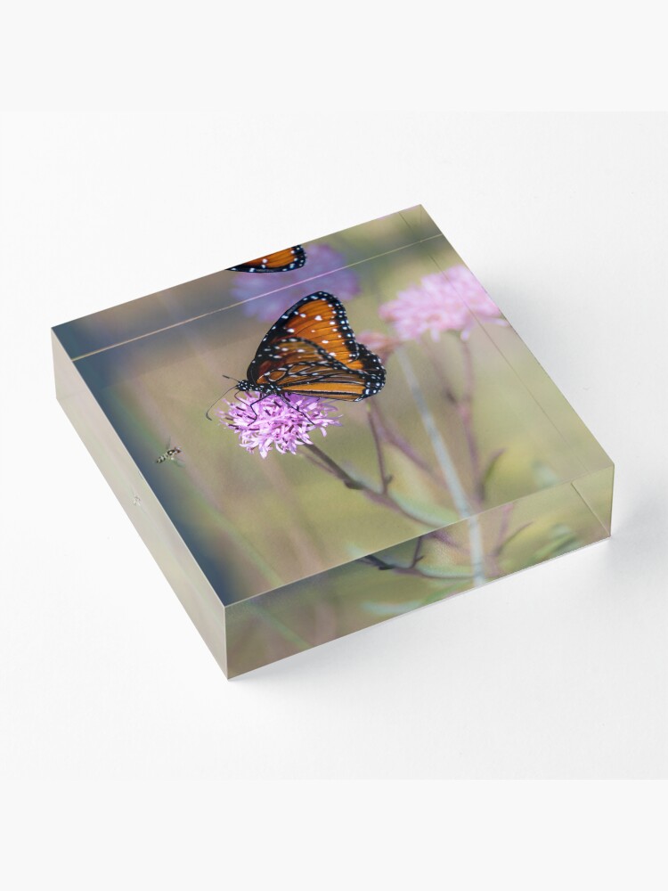 DebraMartz's tweet photo. "Queen Upon the Flowers" Acrylic Block in 2 sizes ©Debra Martz  
#RBandME #redbubbleshop 

Get-It-Here: https://t.co/uyZwVAVhqW 

#QueenButterfly #butterfly #flower #nature #MothersDayGifts #Photography #BuyIntoArt #AYearForArt #SpringForArt #TheArtDistrict #rtArtBoost https://t.co/VrsWJCIzEI