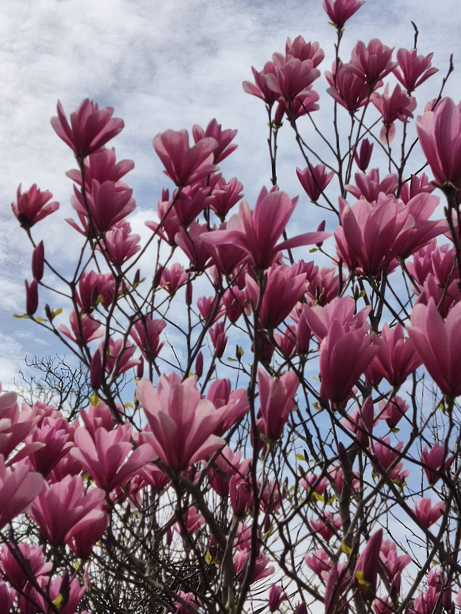 Trish582's tweet photo. #MarvelousMarch comes to an end, dry and sunny, but very windy today. Managed 16k of cycling and walking, because tomorrow maybe too rainy to get out. Came across lovely flowers, a bee and a sculpture. Enjoy the rest of your day ☀️👟🚲👋 https://t.co/N9SalP2nis